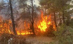 Çanakkale’deki orman yangınında 2 kişi gözaltına alındı