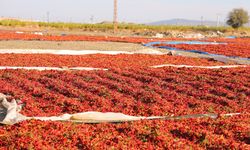 Maraş biberinde üretim 50 bin ton