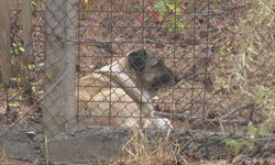 Ankara’da köpek saldırısı telaşı: Vatandaşlardan yetkililere çağrı