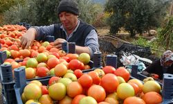 Kış mevsiminde açıkta domates hasadı sürüyor