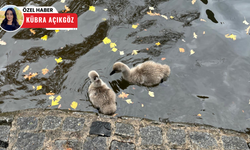 Kuğulu Park’ın bebek kuğuları büyüdü: Sonbaharın gözdesi oldular