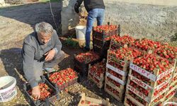 Organik çilekte yılın son hasadı başladı