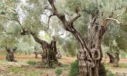 Türkiye, zeytin üretiminde dünya liderliğine koşuyor