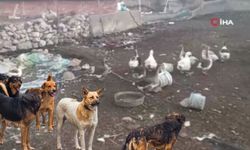 Ankara’da başıboş sokak köpekleri 16 kazı telef etti