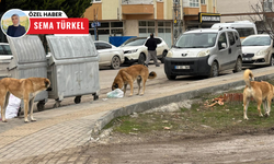 Başıboş köpek sorunu Sincan’da vatandaşları tedirgin ediyor