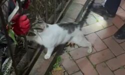 Çaya düşen kedi üçüncü kurtarılışında patisiyle teşekkür etti