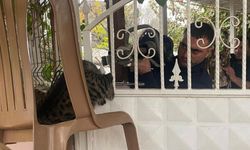 Patisi korkuluklara sıkışan kedi itfaiyenin titiz çalışmasıyla kurtarıldı