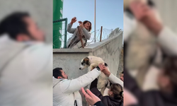 Mamak’taki hayvan barınağındaki köpekler sokağa salındı!