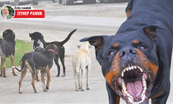 Başkentte başıboş köpek sorunu büyüyor! Ankara halkı çözüm bekliyor
