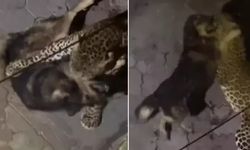 Görüntüler şok etti: Leopar, sokak köpeğine saldırdı!