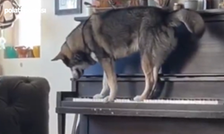Köpek Piyano Çalarak Uludu