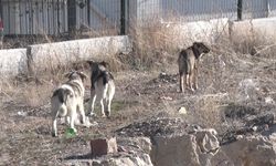 Mamak'ta bir kadın köpek saldırısına uğradı!