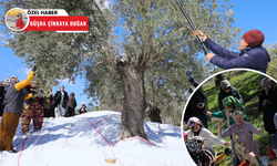 Edremit’te zeytin hasadı geleneksel "Meci Şenliği" ile sona erdi