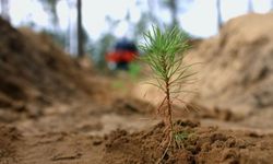 Bakanlık 81 il için özel bitki rehberi hazırlıyor