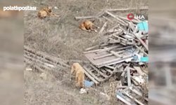 Pursaklar'da sokak köpekleri kedilere saldırdı