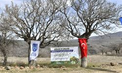 Ankara'da yabani ağaçlar antep fıstığı olacak