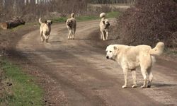 Ankara'da başıboş köpek saldırısı: Park halindeki araca saldırdılar