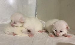 Koruma altındaki Ankara Kedileri çoğalıyor! 15 doğumda 52 kedi dünyaya geldi