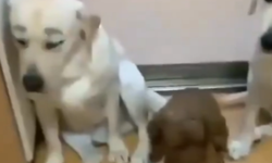 Minik köpeğin salamını yediğini ifşa ettiler