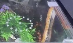 Polisin durdurduğu araçtan zehirli yılanlar çıktı