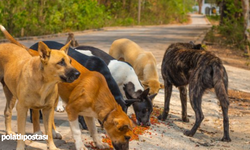 Ankara'daki başıboş sokak köpeği sayısı belli oldu