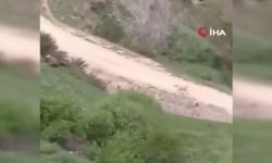 Ayı saldırısına uğrayan vatandaş köpekler sayesinde kurtuldu