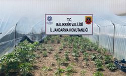 Balıkesir jandarmadan geniş çaplı operasyon: 50 şüpheli yakalandı