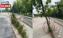 Başkentte, betona gömülen ağaçlar kurtarılmayı bekliyor