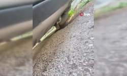 Başkentte yavru kedi kurtarma operasyonu
