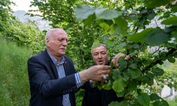 Bayraktar, Karadeniz'de zirai dondan etkilenen fındık bahçelerini inceledi