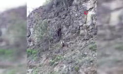 Beypazarı'ndaki araç sürücüsü ayılarla karşılaştı!