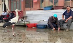 Bilal leylek bu yıl yavrularıyla geldi!