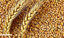 Buğday hasat sezonu başladı: İşte yeni sezonun ilk fiyatı!