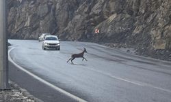 Kara yoluna inen dağ keçileri ilgi odağı oldu