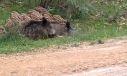 Domuz sürüsü, serinlerken görüntülendi!