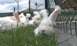 Elmadağ’da Angora tavşanı üretimi büyüyor