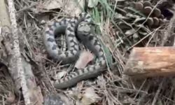 Bolu'da zehirli boynuzlu engerek yılanı görüldü