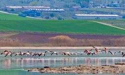 Gölbaşı, flamingoların uğrak noktası oldu