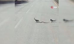 Gölbaşı’nda saksağan ve yılanın mücadelesi kamerada