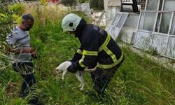 Hasarlı binadaki kedi kurtarıldı