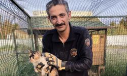 Bina boşluğuna düşen kedi 7 saatlik mücadele sonrası kurtarıldı