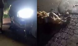 Küçükbaş hayvanlara otomobil çarptı