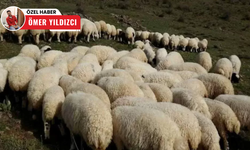 Kurban Bayramı'na kısa süre kala Türkiye'deki koyun sayısı belli oldu!