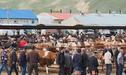 Kurbanlıklar görücüye çıktı! Fiyatlar belli oldu
