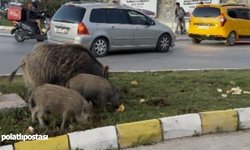 Kuşadası'nda yaban domuzu besleyenlere para cezası