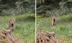 Nesli tehlikede olan vaşak görüntülendi