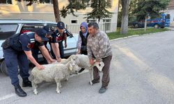 Polatlı'da koyun hırsızlığına jandarma operasyonu!