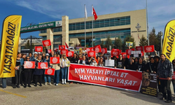 Sokak hayvanları için kritik gün! Savunucular AYM’de ses yükseltti
