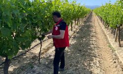 Üzüm bağlarında hasat öncesi denetim başladı