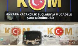 Ankara merkezli düzenlenen operasyonlarda egzotik hayvanlar ele geçirildi